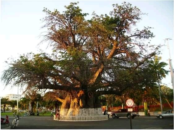 le vieux baobab